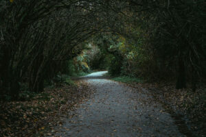 A tunnel formed by trees